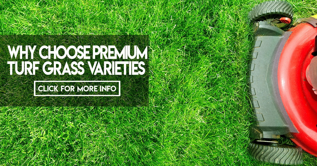 Why choose premium turf grass varieties