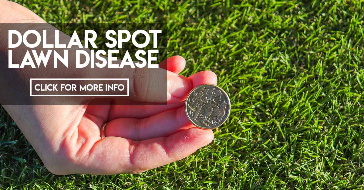 Dollar Spot Lawn Disease