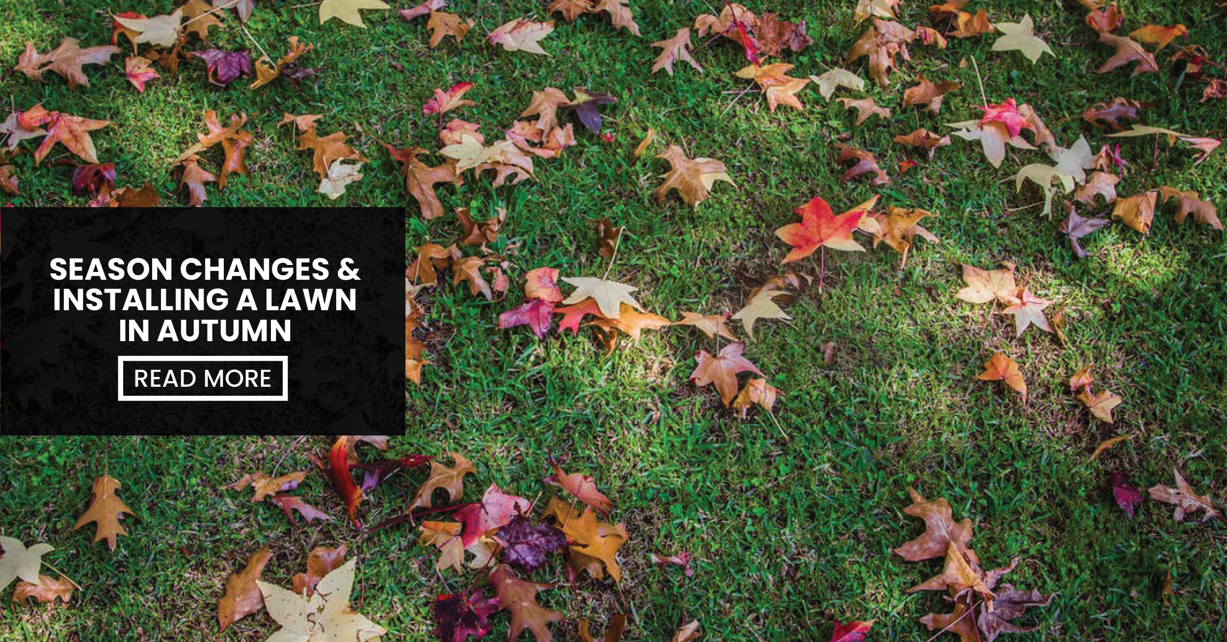 Blog - Lead Image (Season Changes & Installing A Lawn In Autumn - Jimboomba Turf Group)