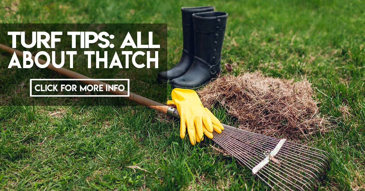 Turf Tips All about thatch